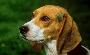 Dog daycare. Letting your pal play while you work in L.A., Anaheim, Santa Ana, Long Beach, Pasadena, Manhatan Beach, Redondo Beach, Torrance, Culver City, Alhambra, Beverly Hills, Hollywood, Burbank or San Marin.